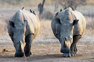 Buphagus: White Rhinoceros