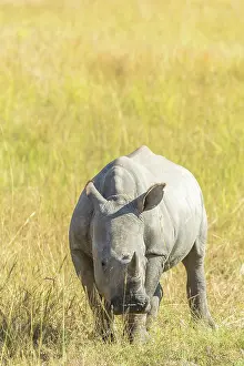 Drakensberg: White Rhinoceros