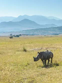 Drakensberg: White Rhinoceros