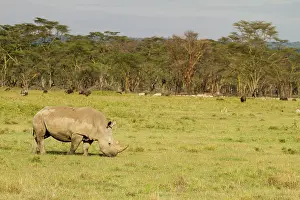 Rhinoceroses: White Rhinoceros