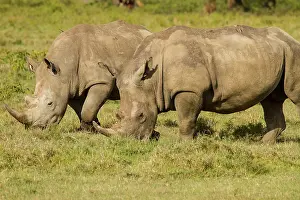 Rhinoceroses: White Rhinoceros