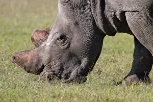 Prevention: White Rhinoceros