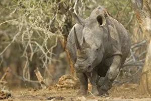Buphagus: White Rhinoceros