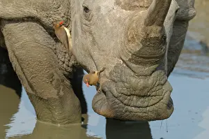 Buphagus: White Rhinoceros