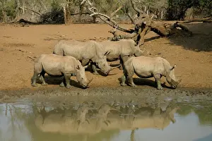 Umkhuze: White Rhinoceros
