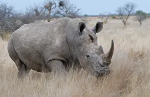 Simum: White Rhinoceros