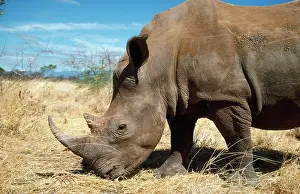 Poachers: White Rhinoceros - All White Rhino in Kenya killed