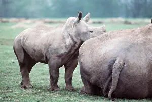 Rhinos: WHITE RHINOCEROS & BABY - mother & baby
