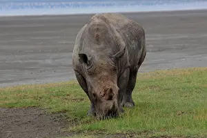 190718: White Rhinoceros bull