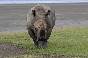 190718: White Rhinoceros bull