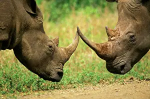 Butt: White Rhinoceros - About to butt horns in territorial