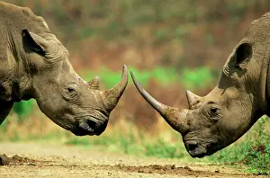 Defence: White Rhinoceros - About to butt horns in territorial