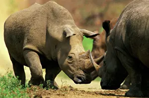 Injury: White Rhinoceros - Butting horns in territorial