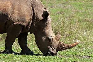 Kariega: White Rhinoceros (Caratotherium simum)