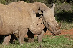 Kariega: White Rhinoceros (Caratotherium simum)