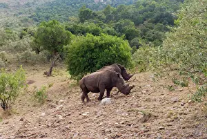 Cerototherium: White rhinoceros (Ceratotherium simum)