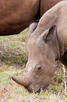 Cerototherium: White rhinoceros (Ceratotherium simum)