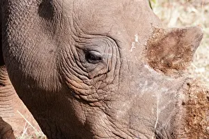 Cerototherium: White rhinoceros (Ceratotherium simum)