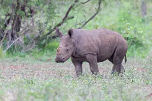Rhinoceroses: White Rhinoceros (Ceratotherium simum), a calf standing