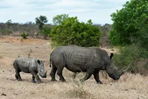 Kapama: White Rhinoceros (Ceratotherium simum)