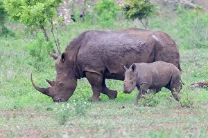 Follow: White Rhinoceros (Ceratotherium simum), adult female