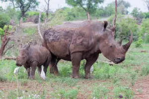Rhinoceroses: White Rhinoceros (Ceratotherium simum), adult female