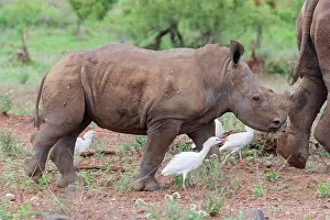 Follow: White Rhinoceros (Ceratotherium simum), a calf walking