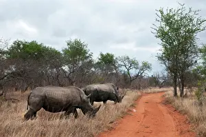 Kapama: White Rhinoceros (Ceratotherium simum)