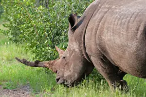 Namibian: White rhinoceros (Ceratotherium simum)