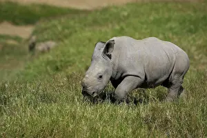 Nakuru: White Rhinoceros (ceratotherium simum), Calf standing