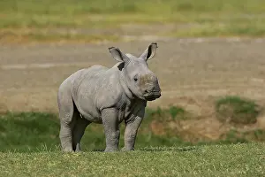 Nakuru: White Rhinoceros (ceratotherium simum), Calf standing