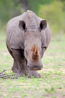 Simum: White rhinoceros (Ceratotherium simum), adult, Pachyderm