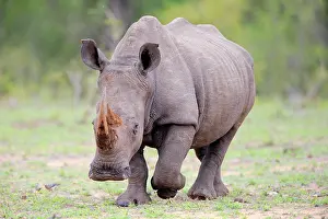 Simum: White rhinoceros (Ceratotherium simum), adult, running