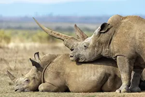 Rhinoceros: White rhinoceros (Ceratotherium simum), group, Solio