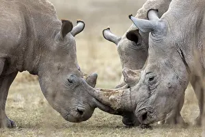 Rhinoceros: White rhinoceros (Ceratotherium simum), group, Solio
