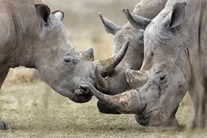 Rhinoceros: White rhinoceros (Ceratotherium simum), group, Solio