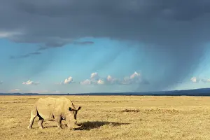 Rhinoceros: White rhinoceros (Ceratotherium simum), in front