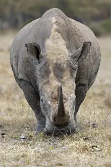 Rhinoceros: White rhinoceros (Ceratotherium simum), Solio Ranch