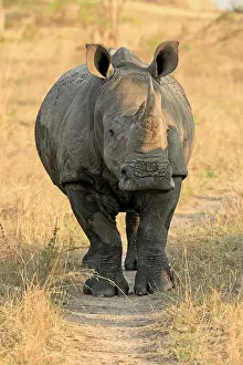 Rhinoceros: White rhinoceros (Ceratotherium simum), adult, foraging, S