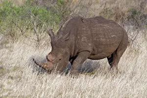 Simum: White rhinoceros (Ceratotherium simum), adult male