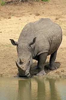 Rhinoceros: White rhinoceros (Ceratotherium simum), adult, at t