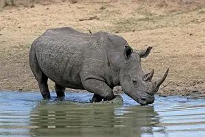 Rhinoceros: White rhinoceros (Ceratotherium simum), adult, at t
