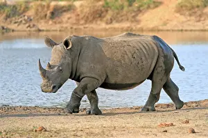 Rhinoceros: White rhinoceros (Ceratotherium simum), adult, at t
