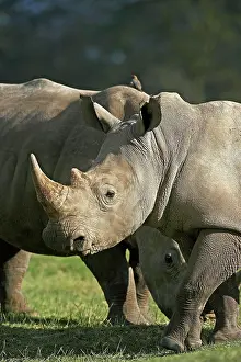 Nakuru: White Rhinoceros (ceratotherium simum), Adults