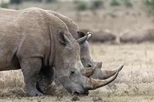 Rhinoceros: White rhinoceros (Ceratotherium simum), two animals