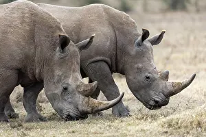 Rhinoceros: White rhinoceros (Ceratotherium simum), two animals
