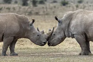 Rhinoceros: White rhinoceros (Ceratotherium simum), two animals