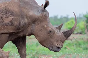 Rhinoceroses: White Rhinoceros (Ceratotherium simum), close-up