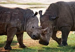 Bare: Two White rhinoceros (Ceratotherium simum) are f