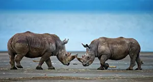 Banks: Two White rhinoceros (Ceratotherium simum) are f